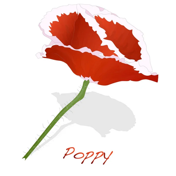 Red Poppy flower isolated on white background. — Stock Vector