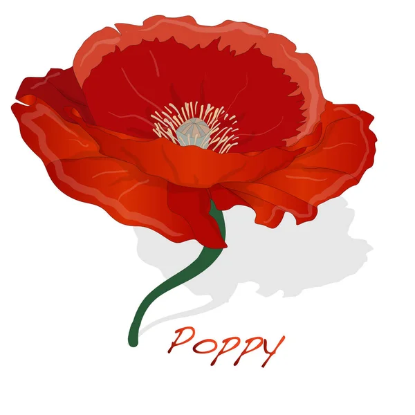Fleur de pavot rouge isolée sur fond blanc — Image vectorielle