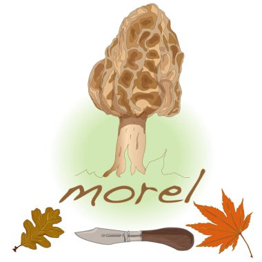 Morel, sarı morel, gerçek morel ve Sünger morel - yenilebilir mushro