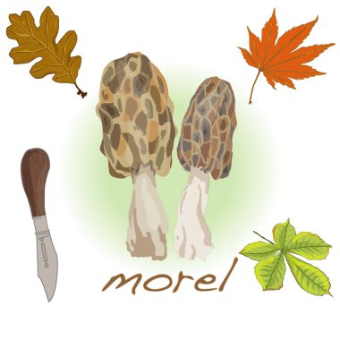 Morel, sarı morel, gerçek morel ve Sünger morel - yenilebilir mushro