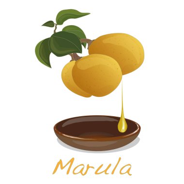 Marula meyve. illüstrasyon izole beyaz.