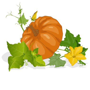Kabak illüstrasyon izole beyaz.