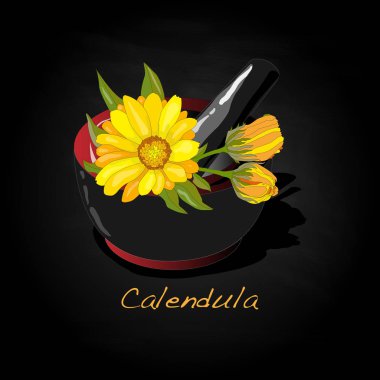 Calendula illüstrasyon izole siyah.