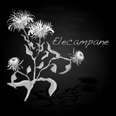 Elecampane illüstrasyon izole siyah.