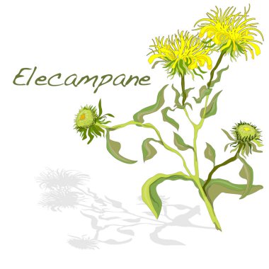 Elecampane illüstrasyon izole beyaz. 
