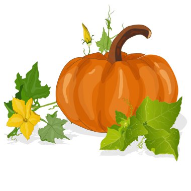 Kabak illüstrasyon izole beyaz. 