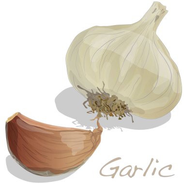 İzole sarımsak illüstrasyon izole beyaz.  