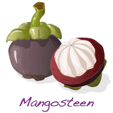 Mangosteen izole. illüstrasyon izole beyaz. 