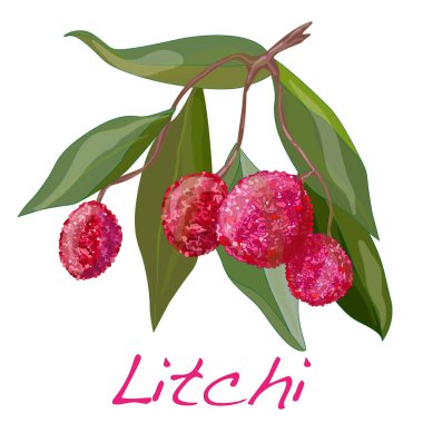 Lychee izole. illüstrasyon izole beyaz. 