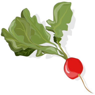 Taze turp. illüstrasyon izole beyaz. 