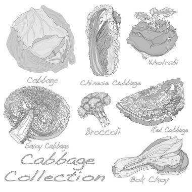 Lahana görüntü illüstrasyon izole beyaz ayarla. 