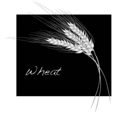 buğday illüstrasyon izole beyaz. 