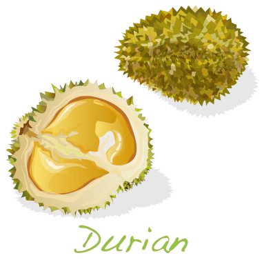 Durian izole. İllüstrasyon izole beyaz.