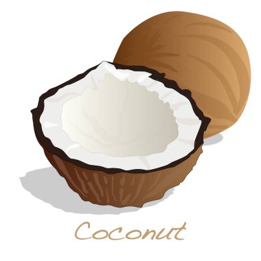 Hindistan cevizi illüstrasyon izole kesmek.