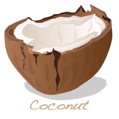 Hindistan cevizi illüstrasyon izole kesmek.