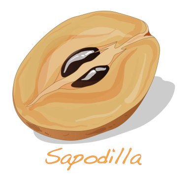 sapodilla meyve. İllüstrasyon izole.