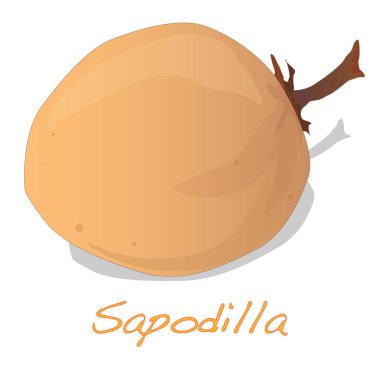 sapodilla meyve. İllüstrasyon izole.