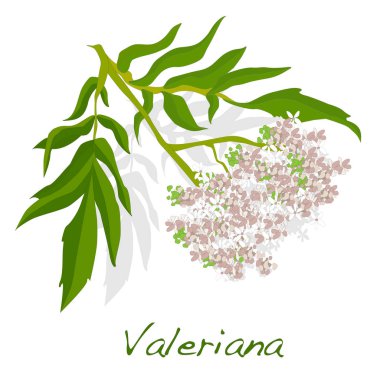 valeriana ot. İllüstrasyon izole.