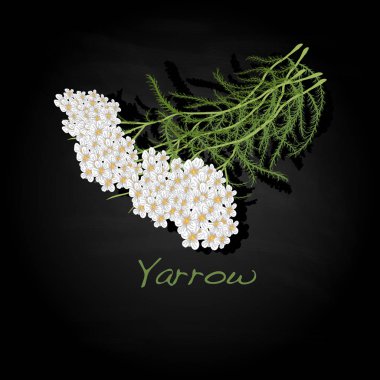 Yarrow. Medical Herb. illustration isolated clipart