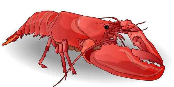 Crayfish coocked terisolasi pada latar belakang putih — Stok Foto