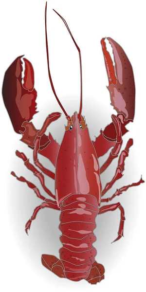 Crayfish coocked isolated on white background — Stock Photo, Image