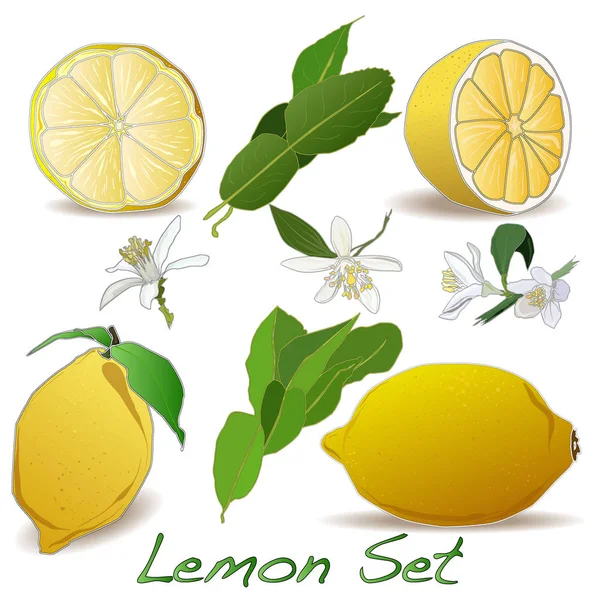 Лимонний набір ізольований на білому фоні — стокове фото