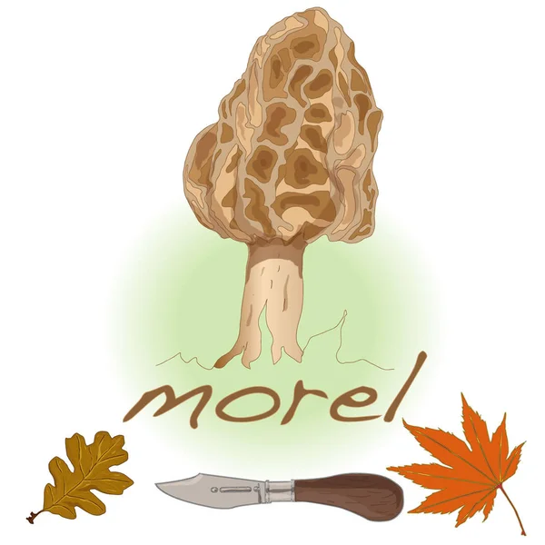 Morel, yellow morel, true morel and sponge morel - edible mushro — Stock Photo, Image