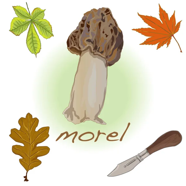 Morel, sárga morel, igaz morel és szivacs morel - ehető mushro — Stock Fotó