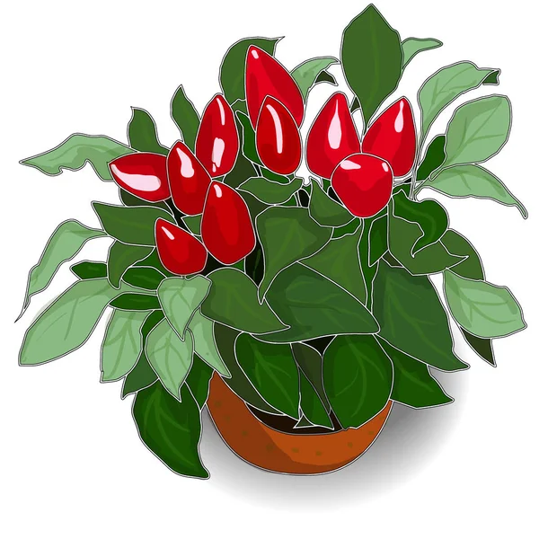 Biber izole üzerinde beyaz arka plan belirleme