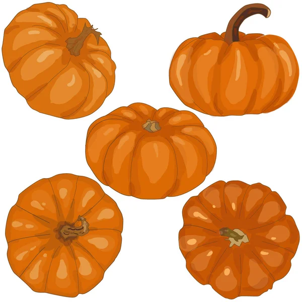 Pumpkin isolated on white background — Stock Photo, Image