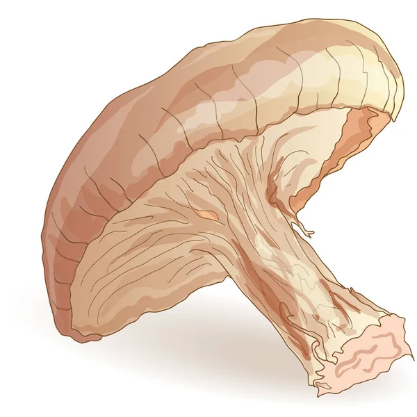 Шиитаке гриб изолирован на белом фоне — стоковое фото