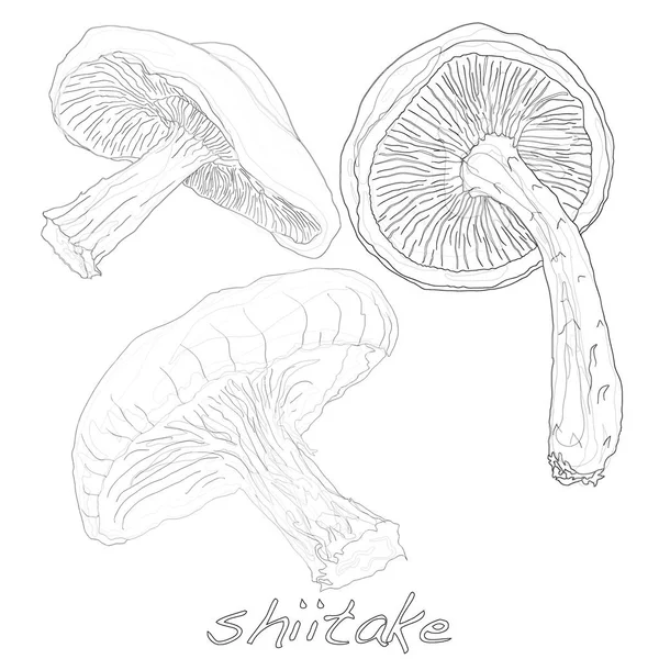 Champignon sauvage illustration isolé sur blanc . — Photo