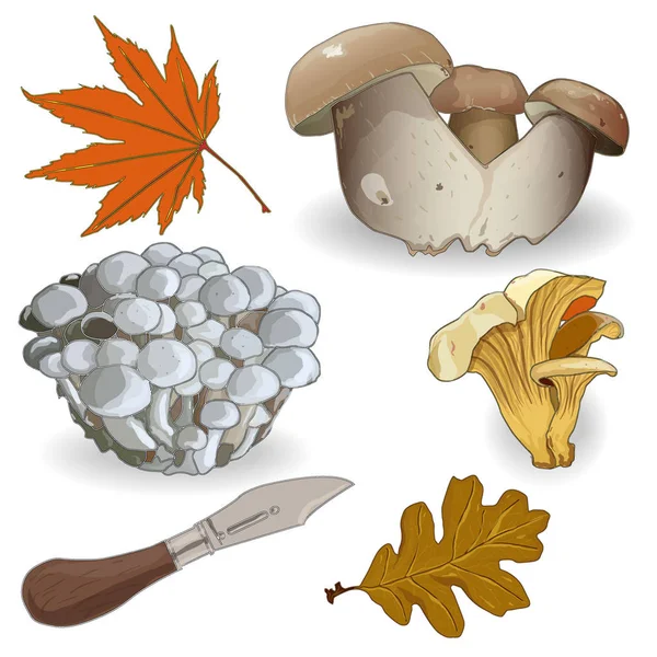 Wild mushrooms illustration isolated on white. — Stock Photo, Image
