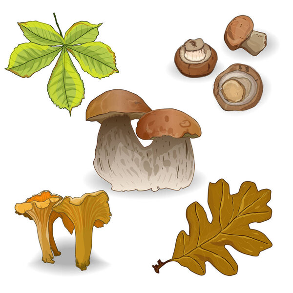 wild mushrooms illustration isolated on white.