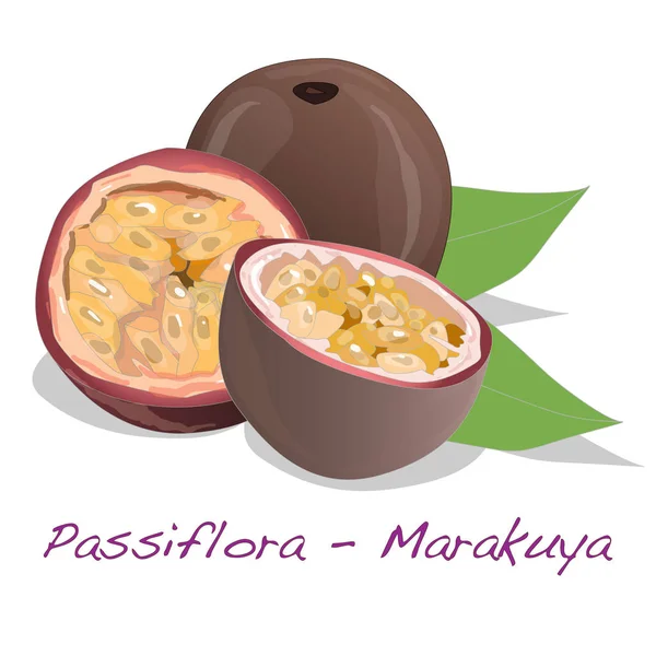 Passiflora Set Illustration isoliert auf Weiß. — Stockfoto