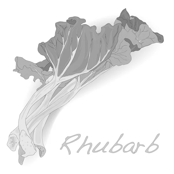 Rabarber ange illustration isolerade på vit. — Stockfoto