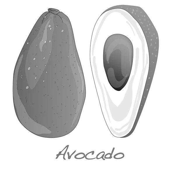 Avocado isoliert auf weißer Abbildung isoliert auf weißer. — Stockfoto