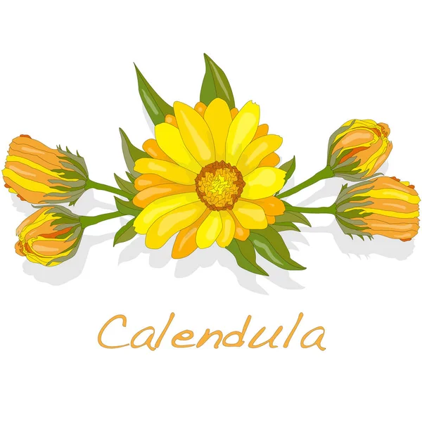 Calendula illustratie geïsoleerd op wit. — Stockfoto