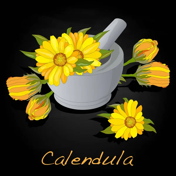 Ringelblume Illustration isoliert auf schwarz. — Stockfoto