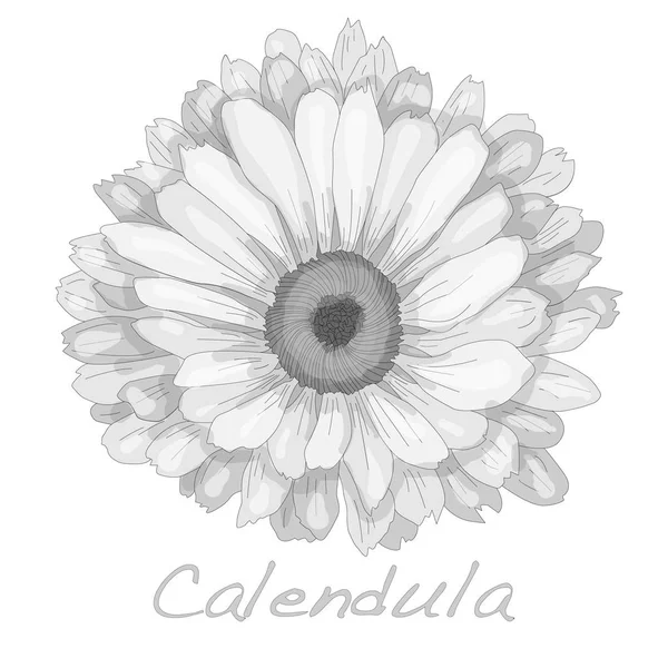 Illustration Calendula isolée sur blanc . — Photo