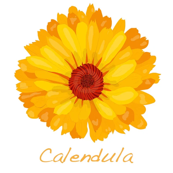 Calendula illustratie geïsoleerd op wit. — Stockfoto