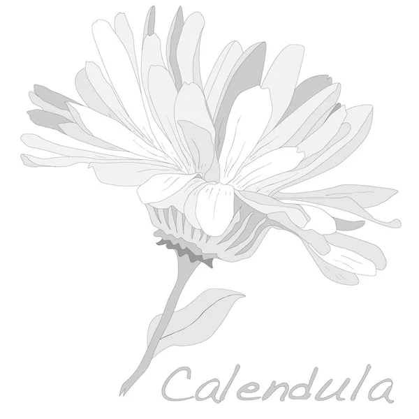 Calendula illustration isolerade på vit. — Stockfoto