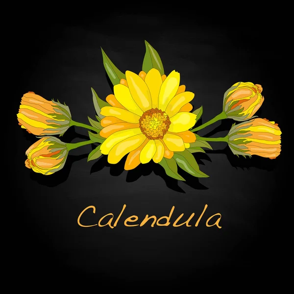 Calendula illüstrasyon izole siyah. — Stok fotoğraf