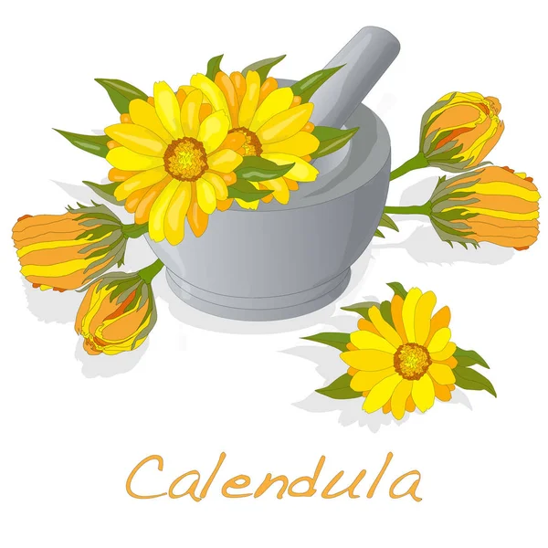 Calendula illustration isolerade på vit. — Stockfoto