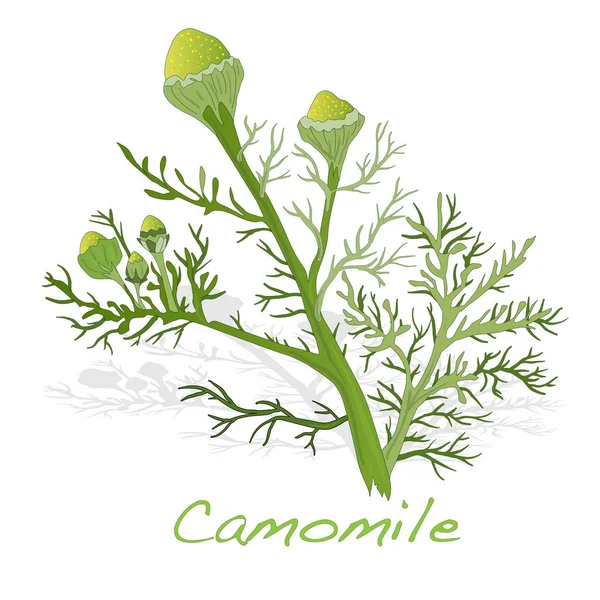 Camomile  illustration isolated on white. — Stock Photo, Image