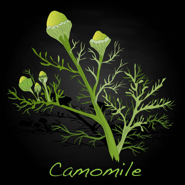 Camomile  illustration isolated on black.