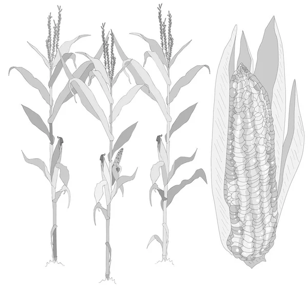 Ilustração de milho isolado em branco . — Fotografia de Stock