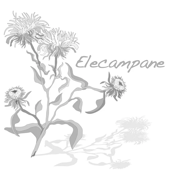 Elecampane illüstrasyon izole beyaz. 