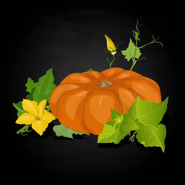 Pumpkin  illustration isolated on white. — Stock Photo, Image