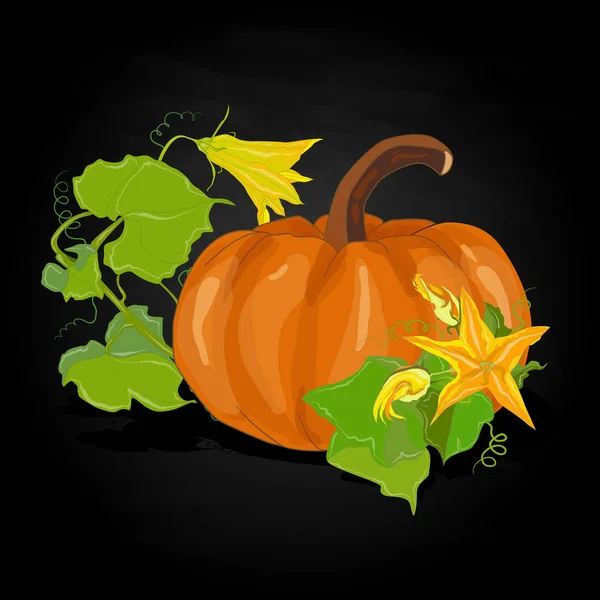 Pumpkin  illustration isolated on white. — Stock Photo, Image